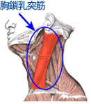 耳鳴りと胸鎖乳突筋