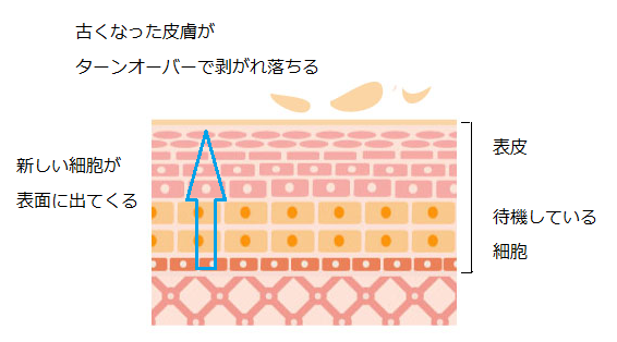 お顔の毛穴が目立つ３つの原因 福岡市天神の美容鍼灸院